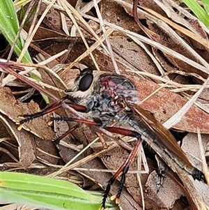 Neoaratus hercules at Rendezvous Creek, ACT - 7 Jan 2025 10:51 AM