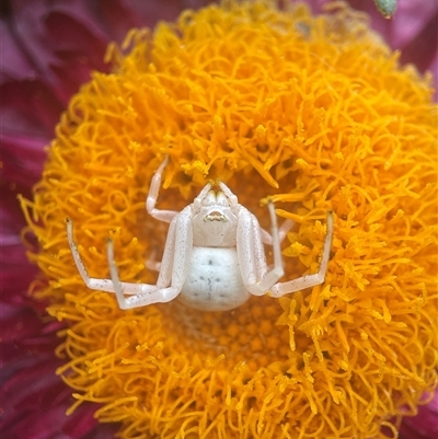 Thomisus spectabilis (Spectacular Crab Spider) at Evatt, ACT - 8 Jan 2025 by LeahColebrook