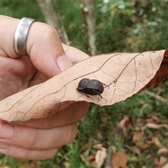 Unidentified Beetle (Coleoptera) at Ilarwill, NSW - 7 Jan 2025 by Topwood