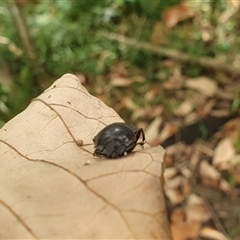 Cephalodesmius armiger at Ilarwill, NSW - 8 Jan 2025 10:27 AM