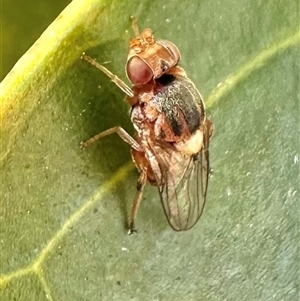 Chloropidae (family) at Pialligo, ACT - 8 Jan 2025 04:57 PM