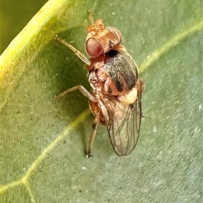 Chloropidae (family) (Frit fly) at Pialligo, ACT - 8 Jan 2025 by Pirom