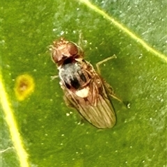 Chloropidae (family) at Pialligo, ACT - 8 Jan 2025 04:57 PM