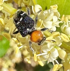 Zenithicola crassus (Clerid beetle) at Pialligo, ACT - 8 Jan 2025 by Pirom