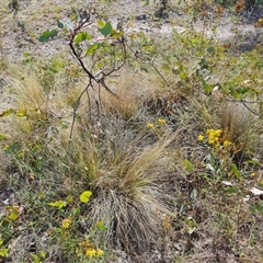 Nassella trichotoma (Serrated Tussock) at Isaacs, ACT - 8 Jan 2025 by Mike