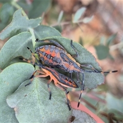 Amorbus sp. (genus) (Eucalyptus Tip bug) at Bungendore, NSW - 8 Jan 2025 by clarehoneydove