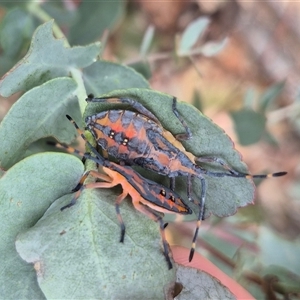 Amorbus sp. (genus) at Bungendore, NSW - suppressed