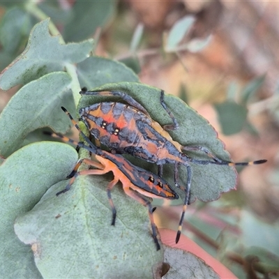 Amorbus sp. (genus) (Eucalyptus Tip bug) at Bungendore, NSW - 8 Jan 2025 by clarehoneydove