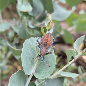 Amorbus sp. (genus) at Bungendore, NSW - suppressed