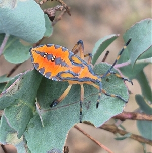 Amorbus sp. (genus) at Bungendore, NSW - suppressed