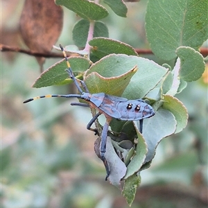 Amorbus sp. (genus) at Bungendore, NSW - suppressed