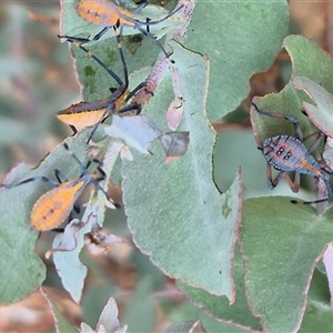 Amorbus sp. (genus) at Bungendore, NSW - suppressed