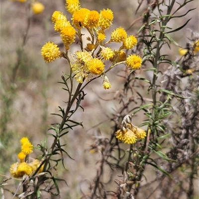 Chrysocephalum semipapposum (Clustered Everlasting) at Hawker, ACT - 8 Jan 2025 by sangio7