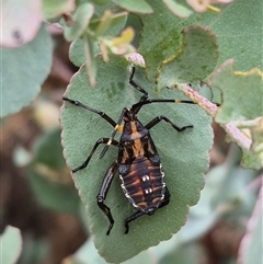 Amorbus obscuricornis (Eucalyptus Tip Wilter) at Bungendore, NSW - 8 Jan 2025 by clarehoneydove