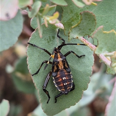 Amorbus obscuricornis (Eucalyptus Tip Wilter) at Bungendore, NSW - 8 Jan 2025 by clarehoneydove