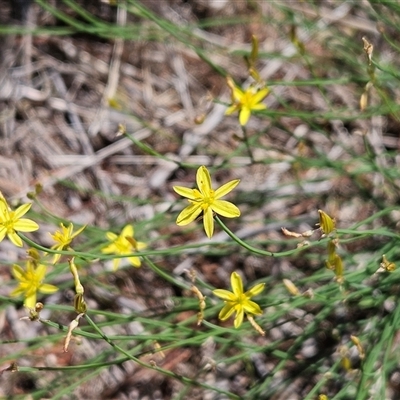 Tricoryne elatior (Yellow Rush Lily) at Hawker, ACT - 8 Jan 2025 by sangio7