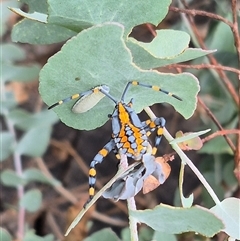 Amorbus alternatus (Eucalyptus Tip Bug) at Bungendore, NSW - 8 Jan 2025 by clarehoneydove