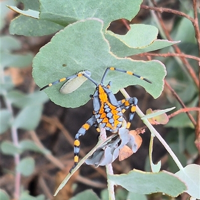 Amorbus alternatus (Eucalyptus Tip Bug) at Bungendore, NSW - 8 Jan 2025 by clarehoneydove