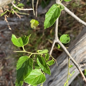 Celtis australis at Fraser, ACT - 8 Jan 2025 05:58 PM