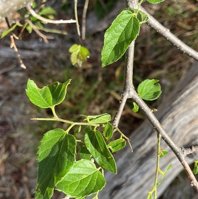 Unidentified Other Shrub at Fraser, ACT - 8 Jan 2025 by R0ger