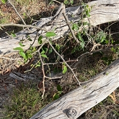 Celtis australis at Fraser, ACT - 8 Jan 2025 05:58 PM