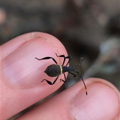 Mictis profana (Crusader Bug) at Bungendore, NSW - 8 Jan 2025 by clarehoneydove