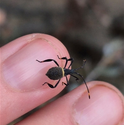 Mictis profana (Crusader Bug) at Bungendore, NSW - 8 Jan 2025 by clarehoneydove