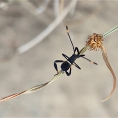 Mictis profana at Bungendore, NSW - suppressed