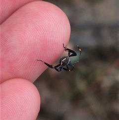 Mictis profana at Bungendore, NSW - suppressed