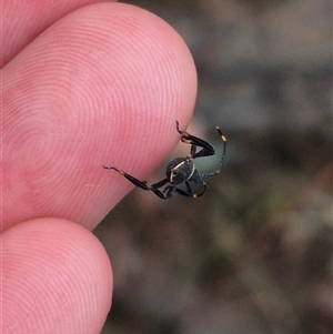 Mictis profana at Bungendore, NSW - suppressed