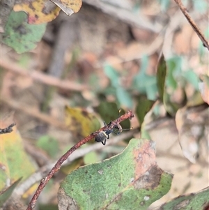 Mictis profana at Bungendore, NSW - suppressed