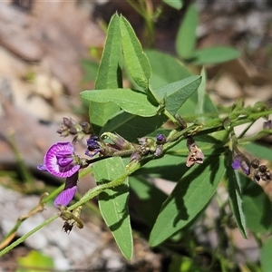 Glycine tabacina at Hawker, ACT - 8 Jan 2025