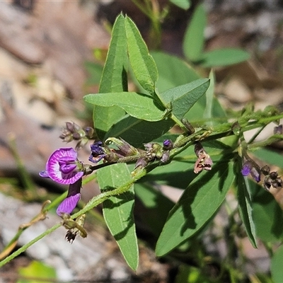 Glycine tabacina (Variable Glycine) at Hawker, ACT - 8 Jan 2025 by sangio7