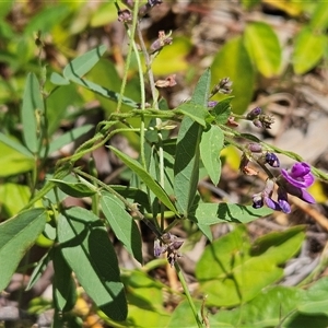 Glycine tabacina at Hawker, ACT - 8 Jan 2025