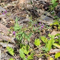 Glycine tabacina at Hawker, ACT - 8 Jan 2025