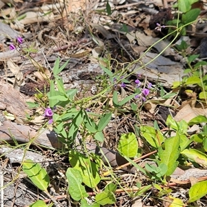 Glycine tabacina at Hawker, ACT - 8 Jan 2025