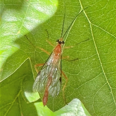 Ichneumonidae (family) (Unidentified ichneumon wasp) at Pialligo, ACT - 8 Jan 2025 by Pirom