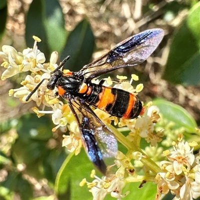 Pterygophorus cinctus (Bottlebrush sawfly) at Pialligo, ACT - 8 Jan 2025 by Pirom