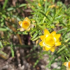 Xerochrysum viscosum (Sticky Everlasting) at Hawker, ACT - 8 Jan 2025 by sangio7