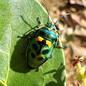 Scutiphora pedicellata at Pialligo, ACT - 8 Jan 2025