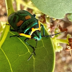 Scutiphora pedicellata at Pialligo, ACT - 8 Jan 2025