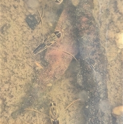 Enithares sp. (genus) (Backswimmer) at Bungendore, NSW - 8 Jan 2025 by clarehoneydove