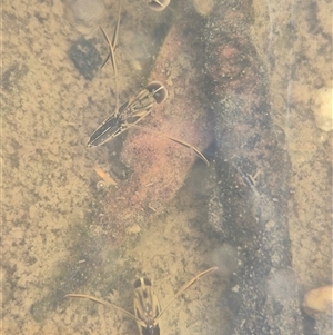 Enithares sp. (genus) at Bungendore, NSW - suppressed