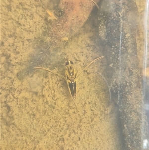 Enithares sp. (genus) at Bungendore, NSW - suppressed