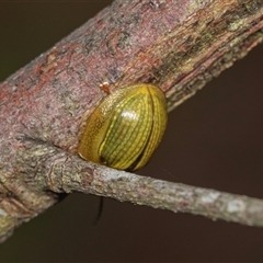 Paropsisterna sp. (genus) (A leaf beetle) at Palerang, NSW - 7 Jan 2025 by AlisonMilton