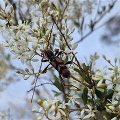 Aridaeus thoracicus (Tiger Longicorn Beetle) at Bungendore, NSW - 8 Jan 2025 by clarehoneydove