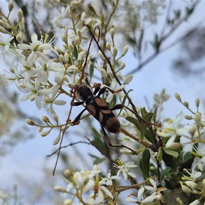 Aridaeus thoracicus (Tiger Longicorn Beetle) at Bungendore, NSW - 8 Jan 2025 by clarehoneydove