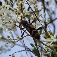 Aridaeus thoracicus at Bungendore, NSW - 8 Jan 2025