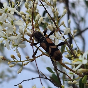 Aridaeus thoracicus at Bungendore, NSW - 8 Jan 2025