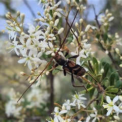 Aridaeus thoracicus at Bungendore, NSW - 8 Jan 2025